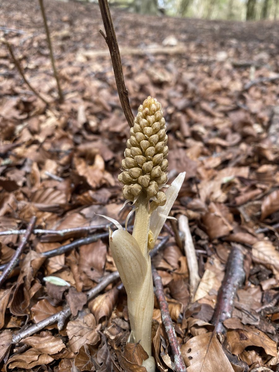 Who’s gunna find the first one in bloom? 😍 saw these today in Buckinghamshire @ukorchids