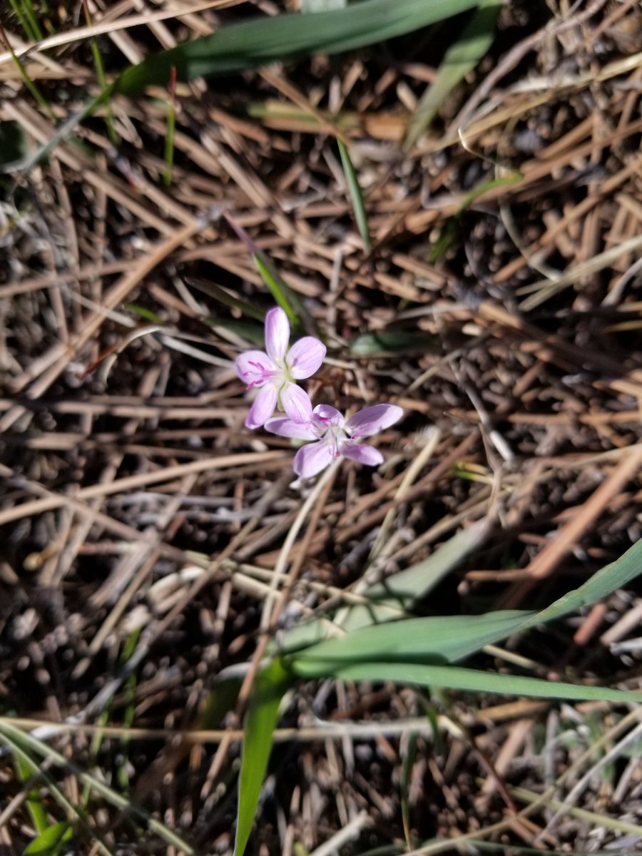 Wildflowers are getting started, Pasque Flowers & Spring Beauties everywhere! White flower is Fendler's Pennycress.