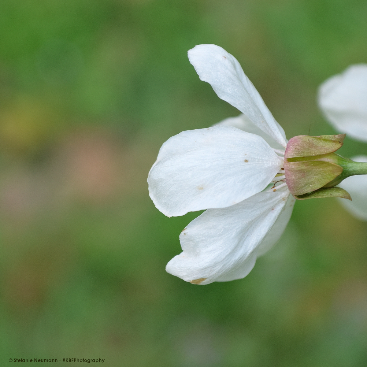 #3GoodThings 

1) Experienced outstanding #kindness, today.
2) Long, meditative #KBFWalk (no photos).
3) Stayed creative.

Yours?

(Pics from 2 days ago)
#KBFPhotography #DSRL #Nikon #Photography 
#KBFWotY #Spring #Hanami #April 
#UrbanNature #BloomScrolling