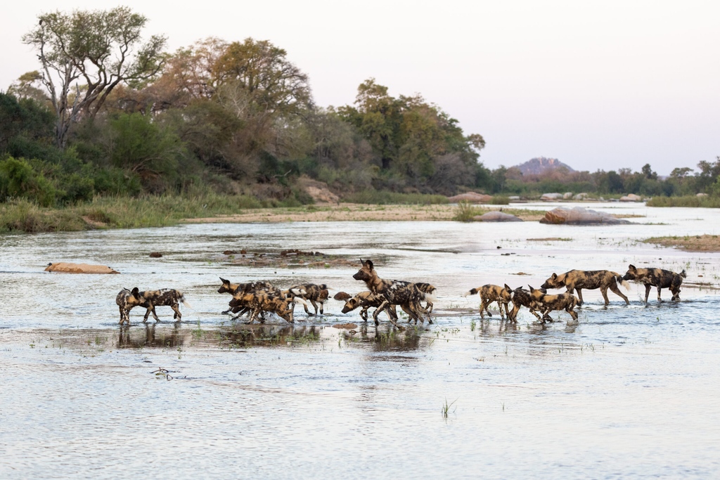 Today on the blog, a plethora of wild dogs at Londolozi: l8r.it/G0p0

#londolozi #thelondolozieffect #relais #relaischateaux #wildlifeblog #luxurysafari #safari #wilddogs