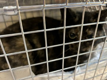 捕獲器依頼の2匹のメス猫さん😺　1匹は車庫内に閉じ込めたと言うので捕獲にダッシュ💨もう1匹が庭に！捕獲器セット。お入り下さいました♪次、もう1匹は、車も入ってるから、捕獲器セットして置いておくしかないな😓