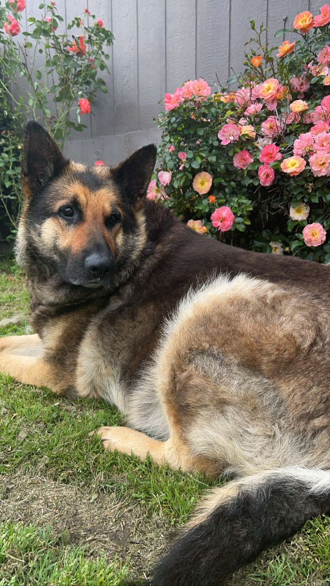 AwkwardVulpine's tweet photo. #GermanShepherd #Doggo #Lazyboy #Cap #Roses #BeautifulDay #AbsoluteUnit https://t.co/I5Qi66Z5W0