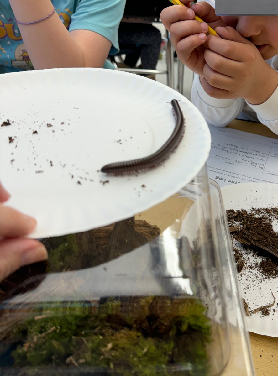 DoctorGemellaro's tweet photo. Students in grade 5 @HarrisonHawks90 @LivSchools observing our nurse log 🪵system and its inhabitants @OpenSciEd ! https://t.co/S7SILzL6U8