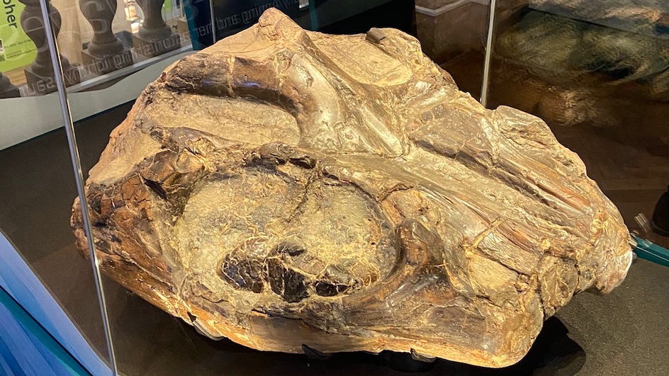 The 8-day sale of Bristol merchant James Johnson's fossil collection began #OTD in 1845. Lot 360 was part of a huge ichthyosaur head he had purchased in 1813 at Mrs #MaryAnning's fossil shop in Lyme Regis. At the sale it was bought for <a href="/bristolmuseum/">Bristol Museum & Art Gallery</a> where it's now on display.