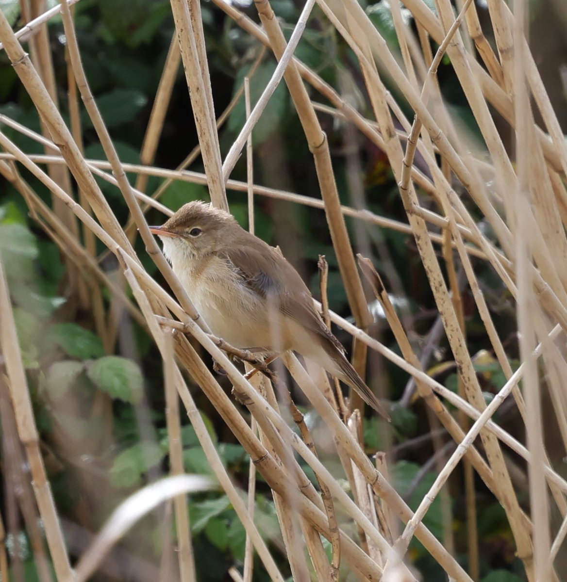 I saw a few firsts for 2024 at Rainham on Sunday - my first Wheatear, Lesser Whitethroat, Common Whitethroat and Reed Warbler. Came home on a high! @RSPBRainham @KentWildlife