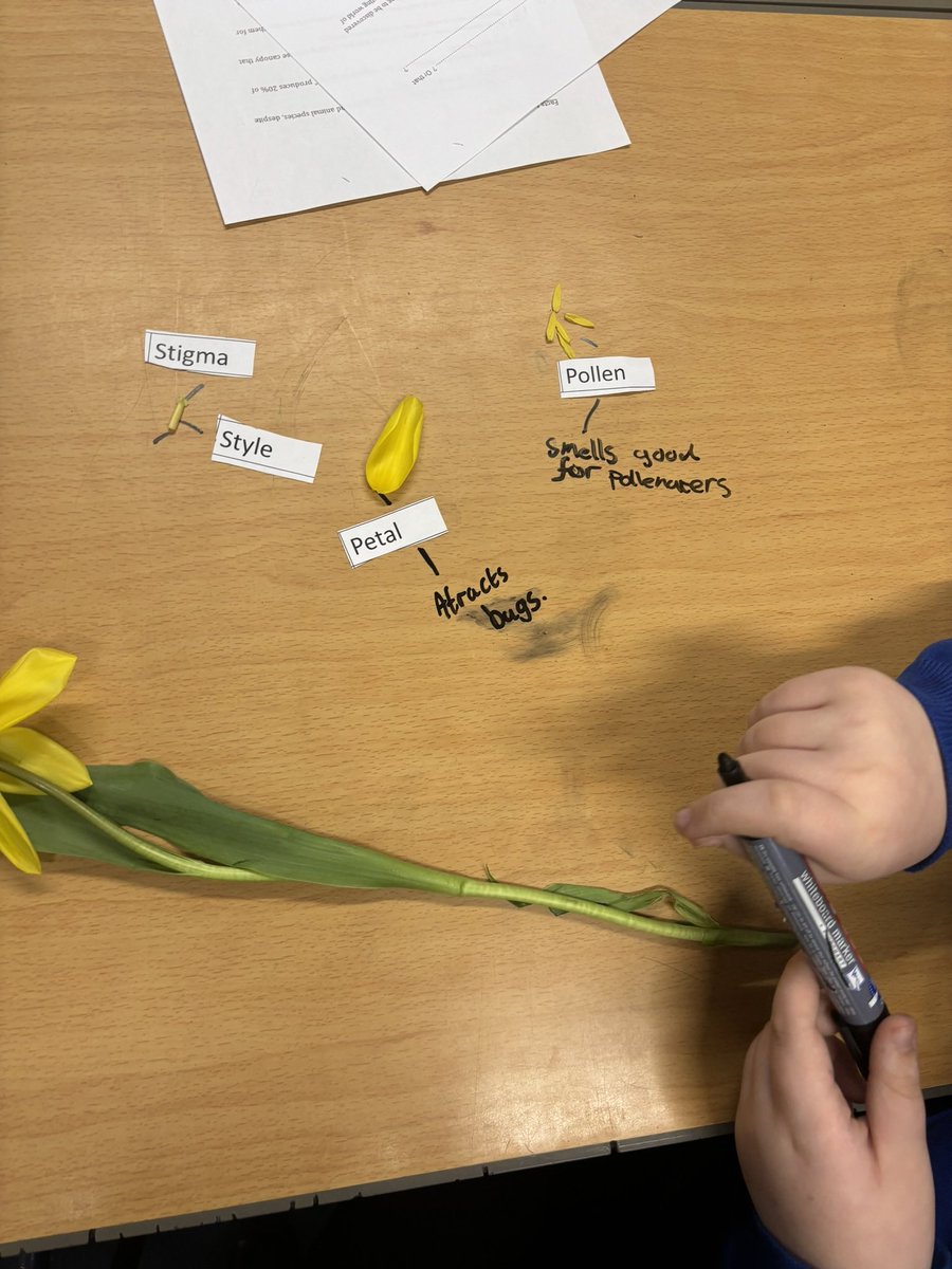Dosbarth Dale investigated parts of a flower today. They  dissected a tulip labelling and identifying each part. #ambitiouscapablelearners #EAS_stem