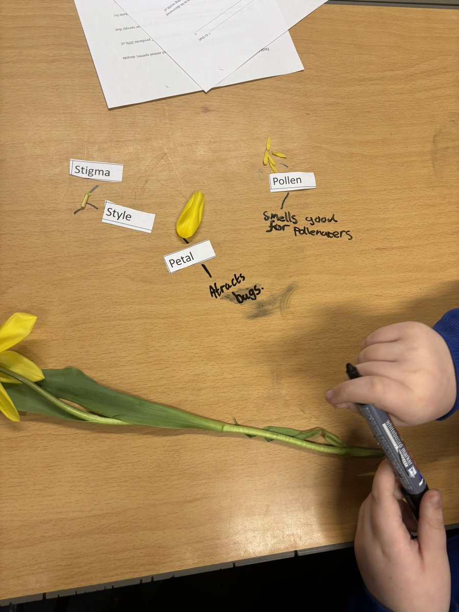 Overmonnow's tweet photo. Dosbarth Dale investigated parts of a flower today. They dissected a tulip labelling and identifying each part. #ambitiouscapablelearners #EAS_stem https://t.co/Ef2tRoLqoV
