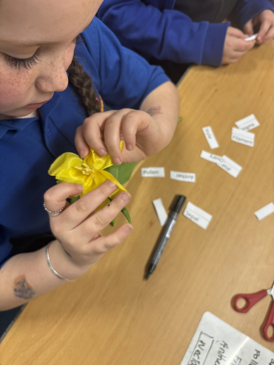 Overmonnow's tweet photo. Dosbarth Dale investigated parts of a flower today. They dissected a tulip labelling and identifying each part. #ambitiouscapablelearners #EAS_stem https://t.co/Ef2tRoLqoV