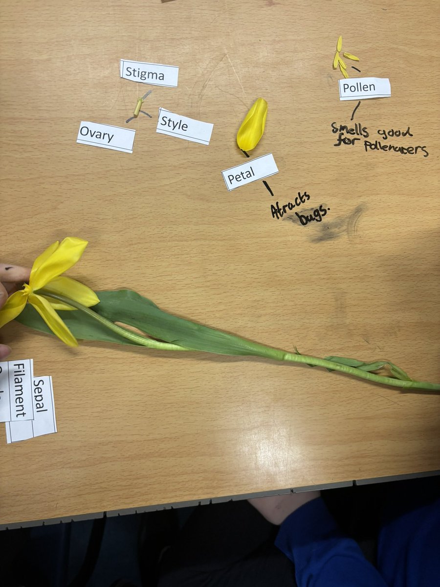 Overmonnow's tweet photo. Dosbarth Dale investigated parts of a flower today. They dissected a tulip labelling and identifying each part. #ambitiouscapablelearners #EAS_stem https://t.co/Ef2tRoLqoV
