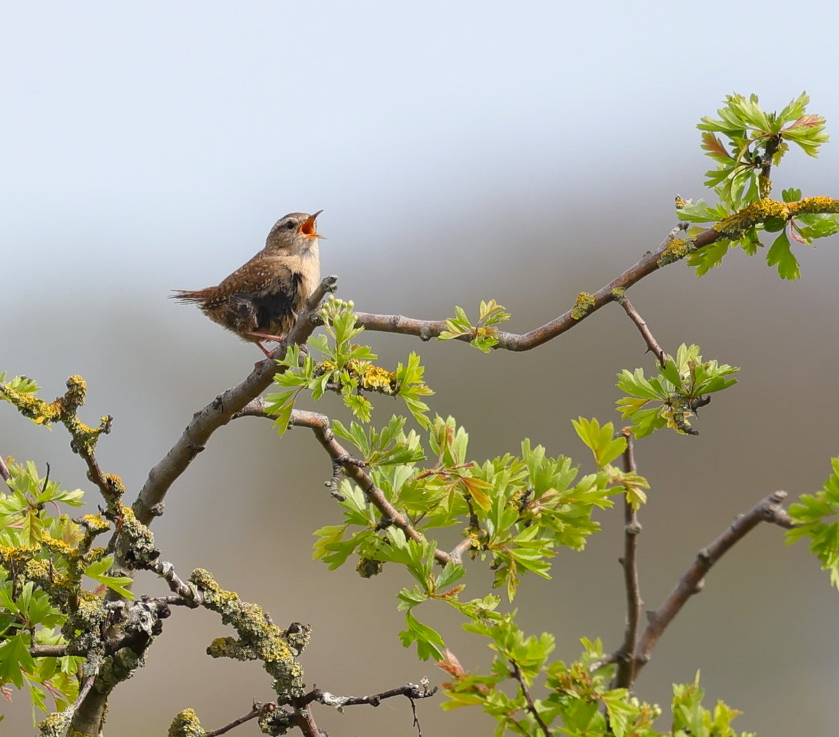 A lovely little Wren singing its heart out at Rainham Marshes yesterday. @RSPBRainham @KentWildlife