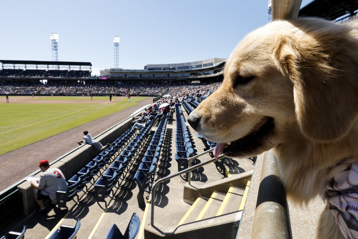 We're just thinking about these pups enjoying the @NorfolkTides game yesterday. 🐶 See more of @BillySchuerman's photos: trib.al/GRuQ2qH