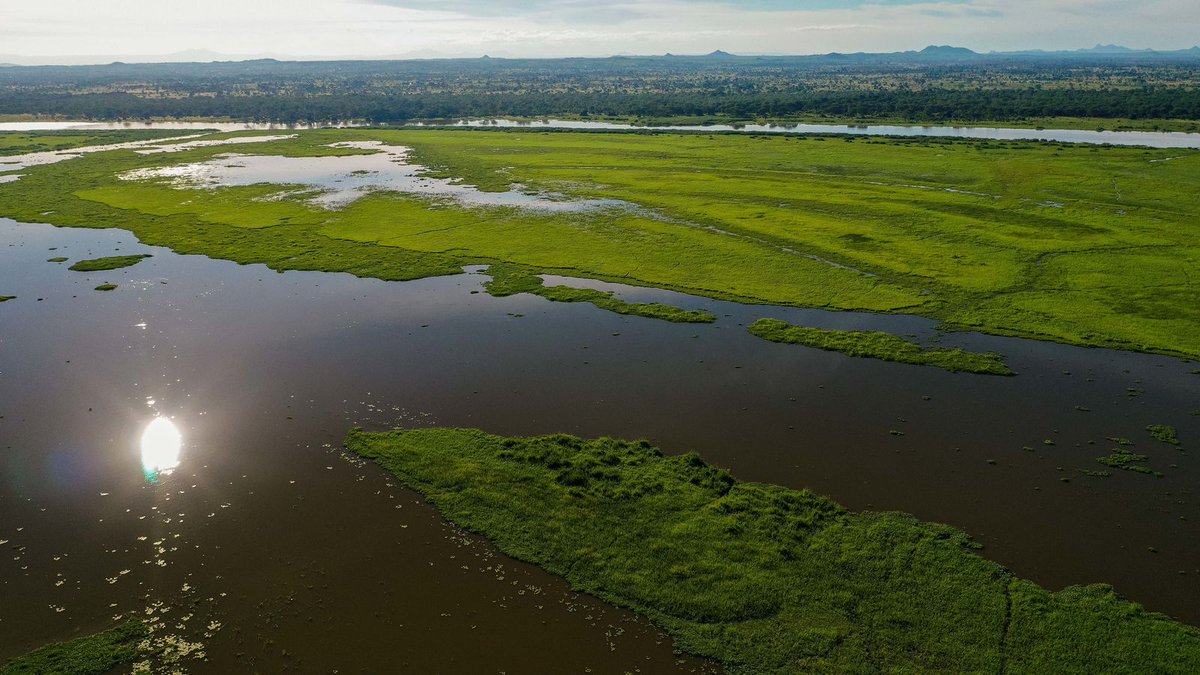 AfricanParks's tweet image. Read about how Liwonde National Park in Malawi, a place once riddled with snares and high levels of human-wildlife conflict in the region, is now a sanctuary for wildlife and provides education, healthcare, and enterprise initiatives for locals: bit.ly/3VUM7H2