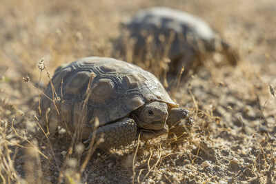 Desert Tortoise Council tweet media