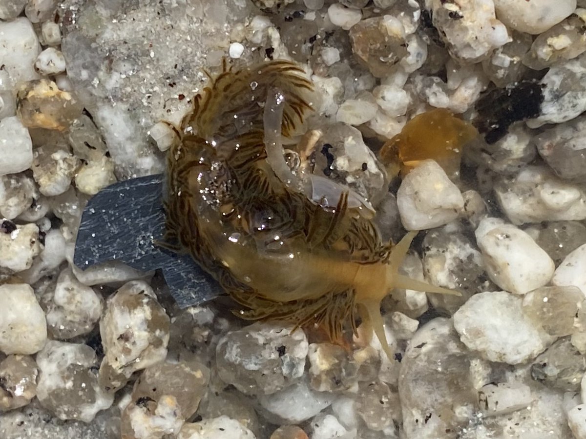 The settled weekend weather gave way to a big westerly front today, and the ocean provided! A group rummaging session yielded five Columbus crabs and six(!) Fiona pinnata - only the second recorded occurrence of this rare pelagic nudibranch on Scilly! #oceandrifters