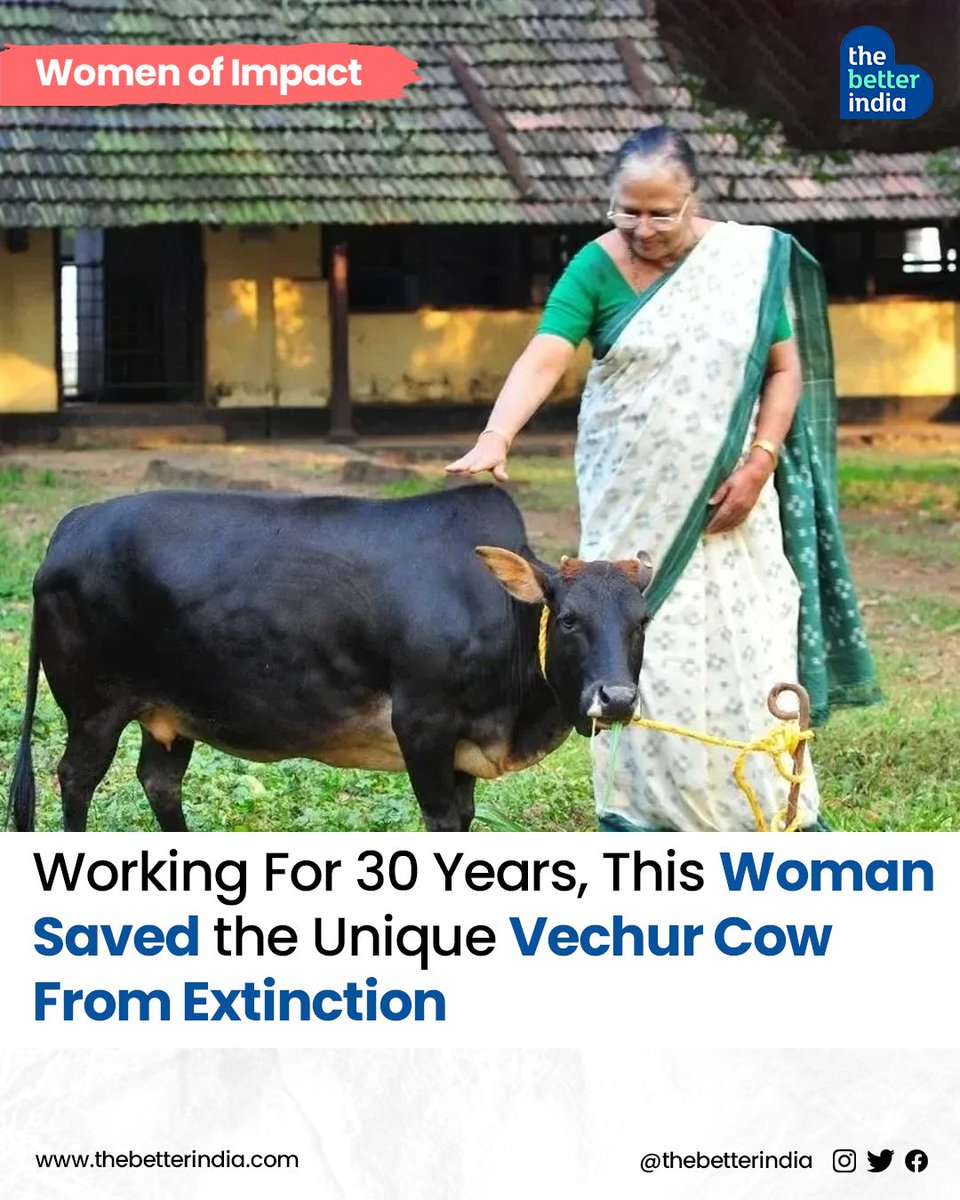 The Vechur cattle, one of the smallest indigenous breeds globally, faced near extinction in the 1980s due to changes in cattle breeding aimed at enhancing milk production. 

#VechurCattle #IndigenousBreeds #ConservationEfforts #KeralaVeterinary #AnimalScience #DrSosamma