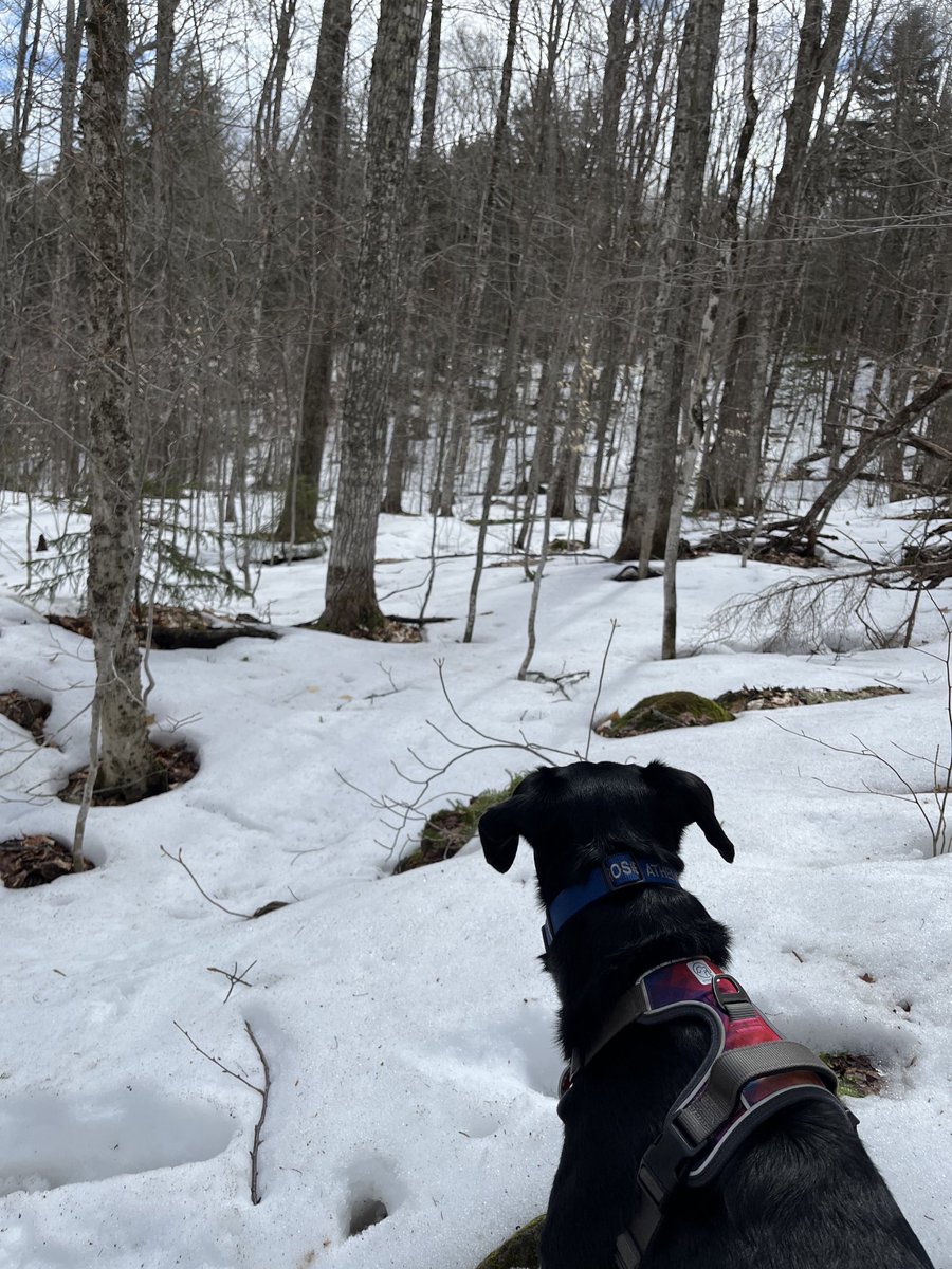 Tired man & happy puppy on the Appalachian Trail in Maine.