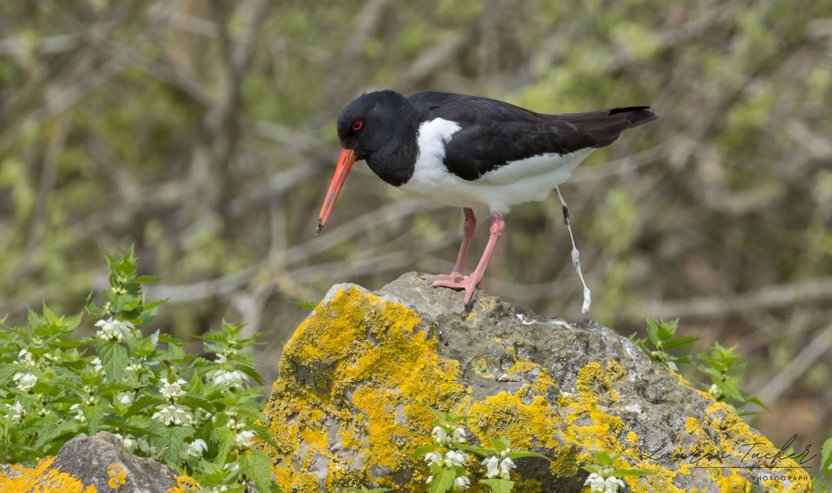 Eurasian Oystercatcher - Haematopus ostralegus
WWT Slimbridge, UK
April 2024

@CanonUKandIE | @Natures_Voice | @WWTSlimbridge