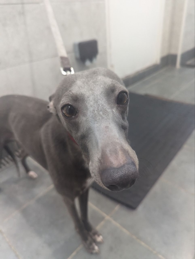 Please retweet to HELP FIND THE OWNER OR A RESCUE SPACE FOR THIS STRAY /ABANDONED DOG FOUND #MILTONKEYNES #BUCKINGHAMSHIRE #UK 
Male, small- medium sized Whippet, chip not registered found APRIL 11. Now in a council pound he could be missing or stolen from another region, please…