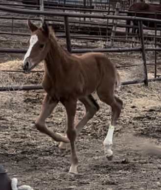 Dashin By All out of Casino Kay TB filly  this gelding is just a week old  so athletic  
#aqha #apha #barrelracers #foalsof2024 #aqhra #westernfortunes #cbhi #goforbroke #vgbra #tqha