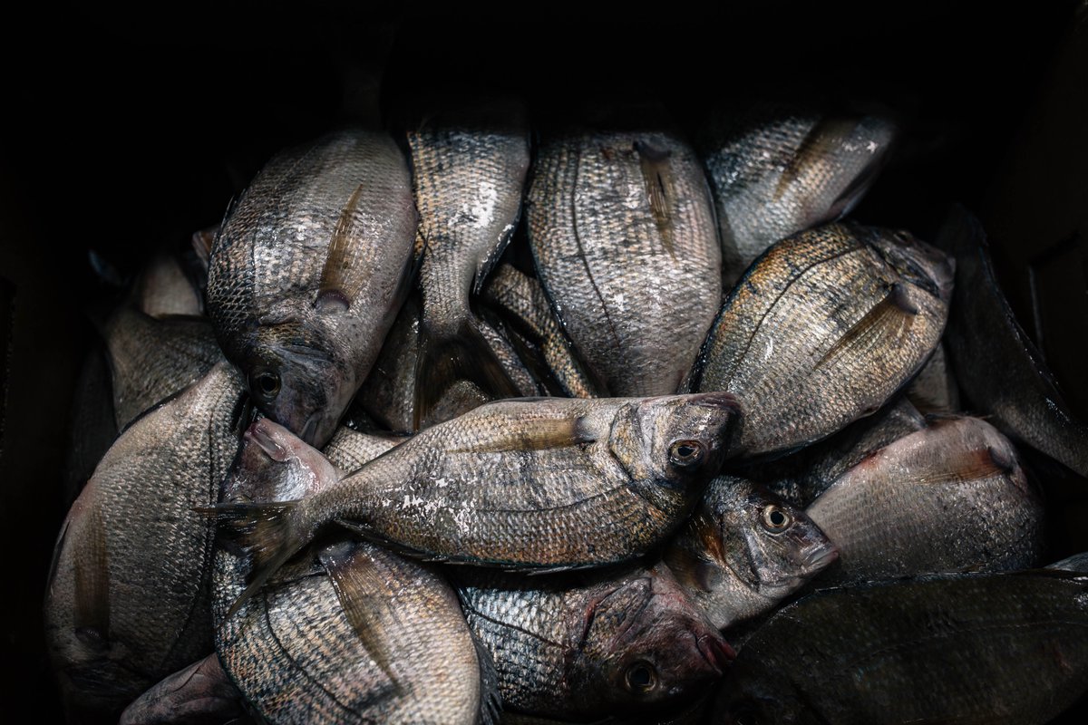 Great day unloading Marine Stewardship Council (MSC) porgies. Porgy is a highly sustainable east coast fish most commonly caught in the winter but available year round, fresh, frozen, whole or dressed. 
#LundsFisheries #MSCecolabel #FreshFish