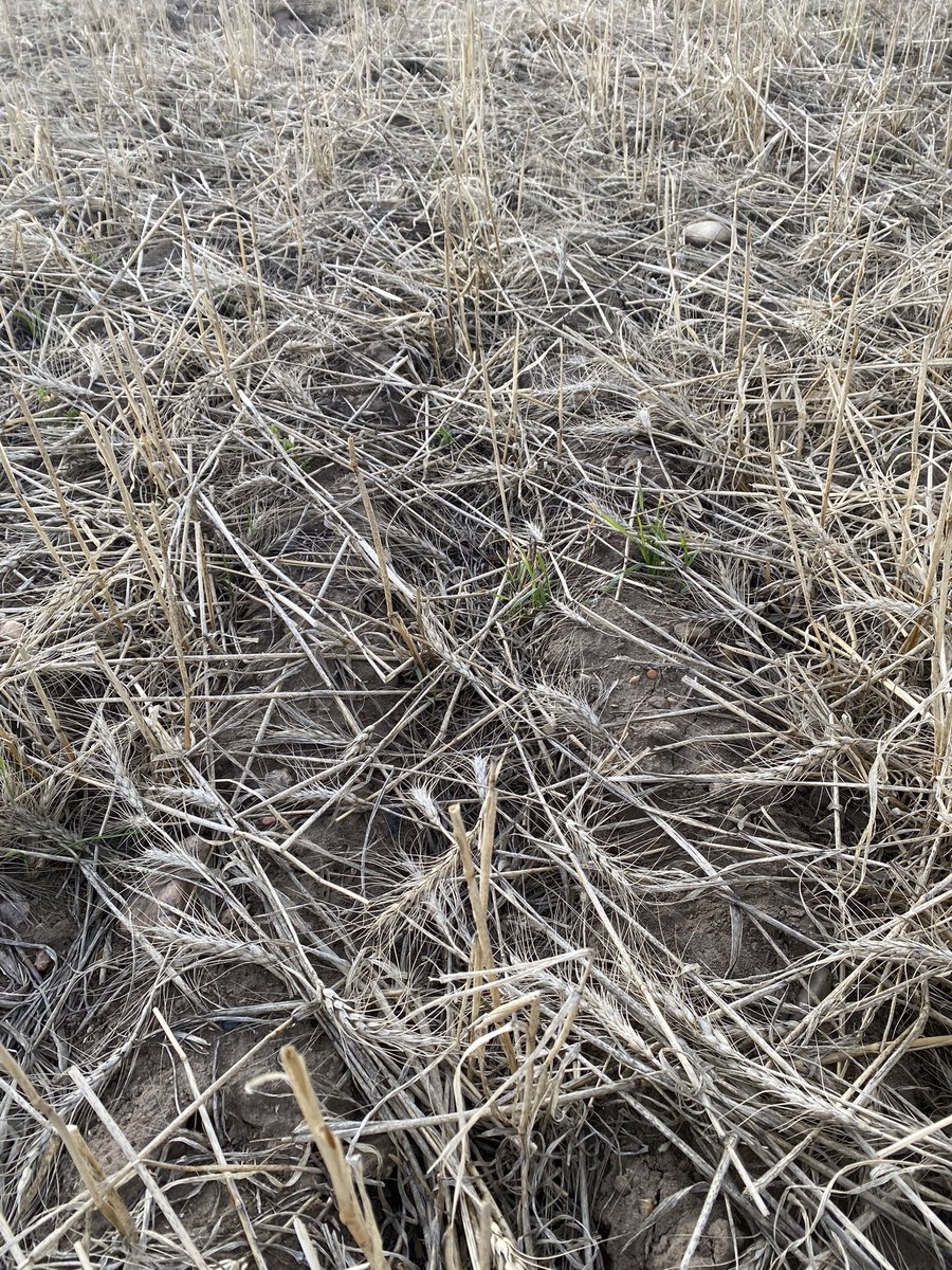 Cronk_Ag's tweet photo. #Scout24 Thought of the day: would be neat for once to not be cutting Cereals in early August, so maybe Bracon cephi 2nd gen could survive. #abbugchat https://t.co/vFXkssN4Nz