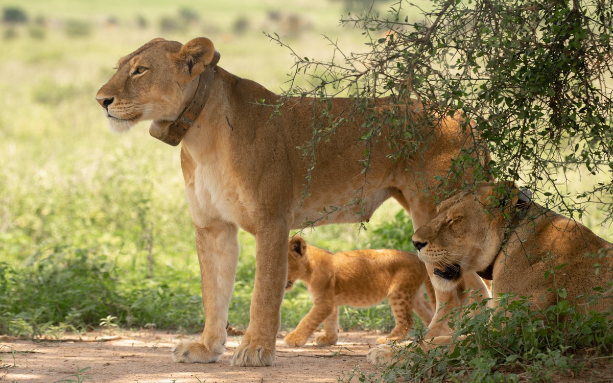 SpekeUgholidays's tweet photo. These trackers on the Lioness's collar serve two main purposes: ensuring the safety of the big cats and the humans residing near conservation areas.
This magnificent photographic moment tells a short story of protection, love, and spectacular safari sightings
#LionTracking #MFNP https://t.co/YTsZ7cYtCL