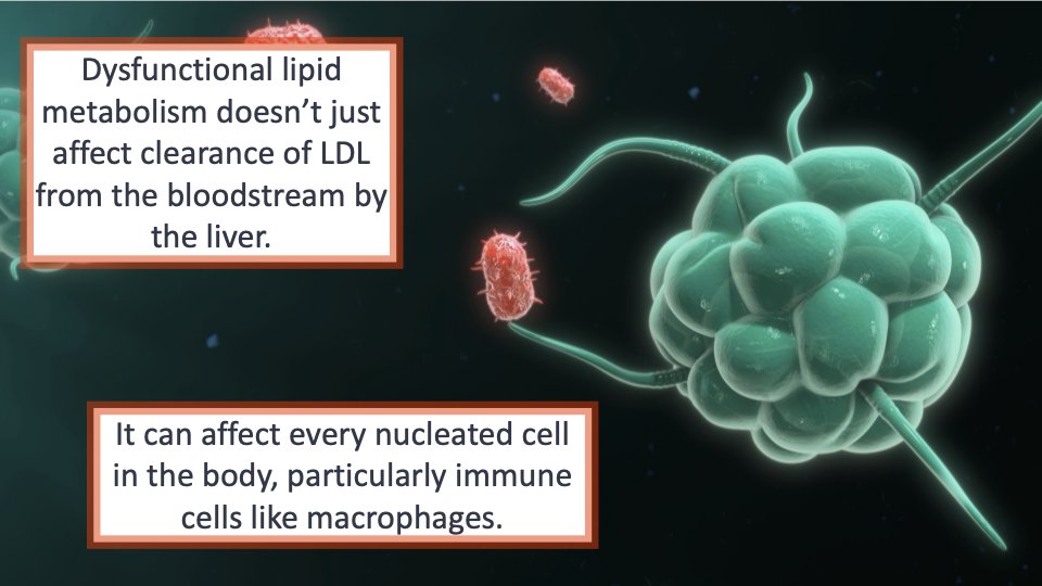 ⚠️ One of the key areas of disagreement in the podcast discussion w/ @theproof & @Lipoprotein was in the area of #immune response differences – particularly immune cells like macrophages. ✅ Generally, everyone agrees #macrophages play a crucial role in the immune system by