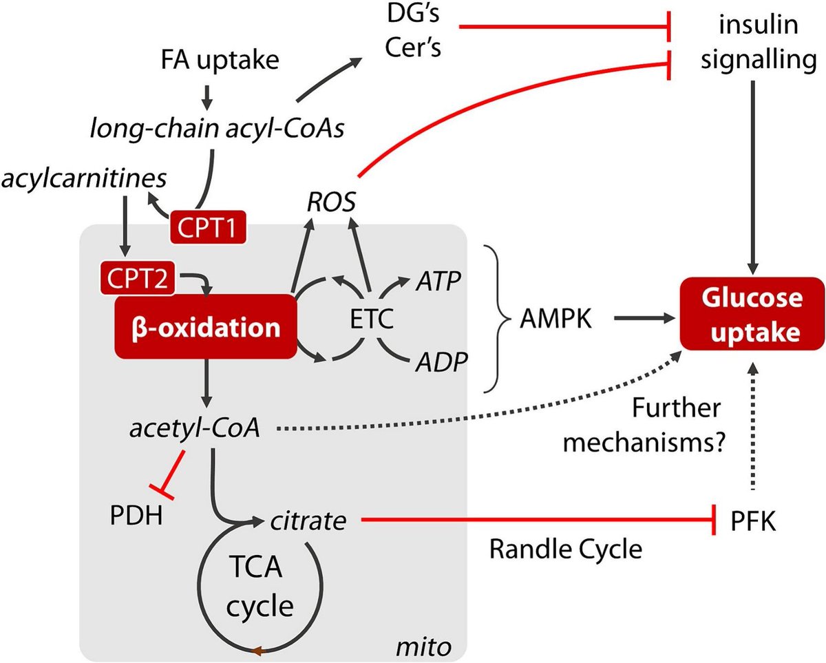 heniek_htw's tweet photo. The paradox of fatty-acid β-oxidation in muscle insulin resistance: Metabolic control and muscle heterogeneity
https://t.co/FUjzSdIGSB https://t.co/bQA93fSNMT