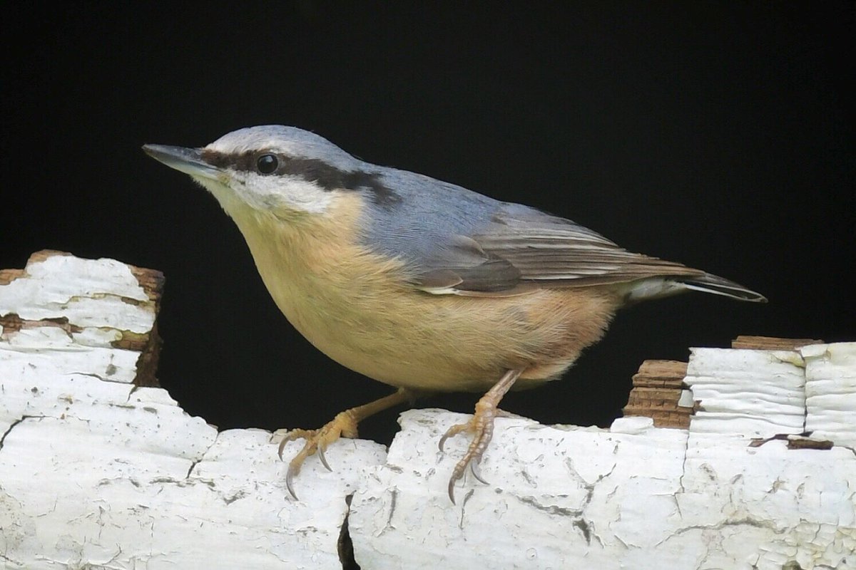 Nuthatch in Crystal Palace Park