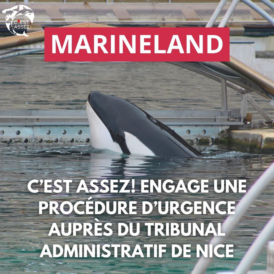 🐬 Nous engageons une procédure d’urgence auprès du tribunal administratif de Nice 🐬