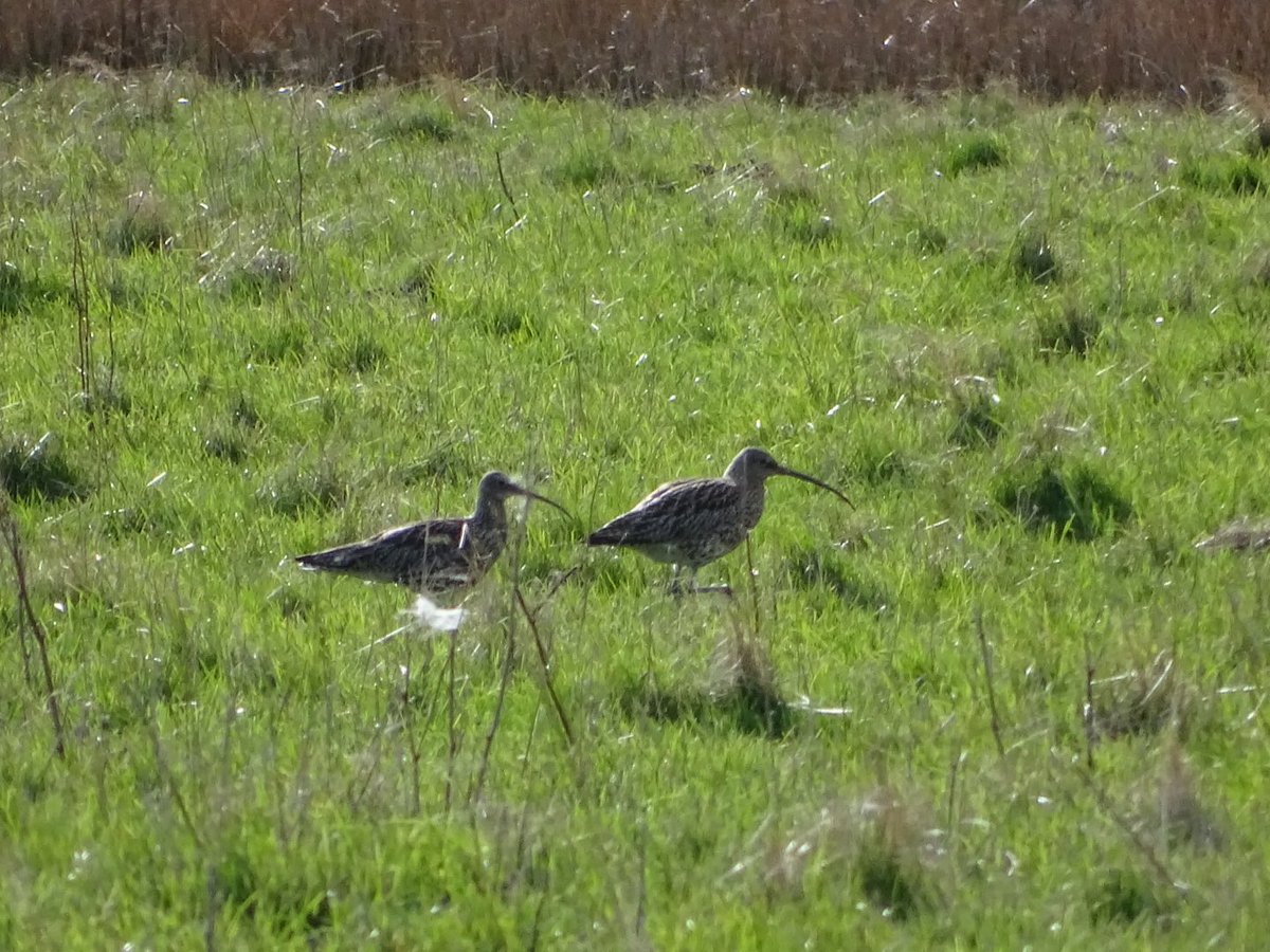 Just counted about 5 different fields, got over 50 curlew. Judging by what I am seeing both on the ground and in the air and the overall noise they are making this year I am convinced our curlew numbers are increasing. Let’s hope I am right and if so, this trend continues.