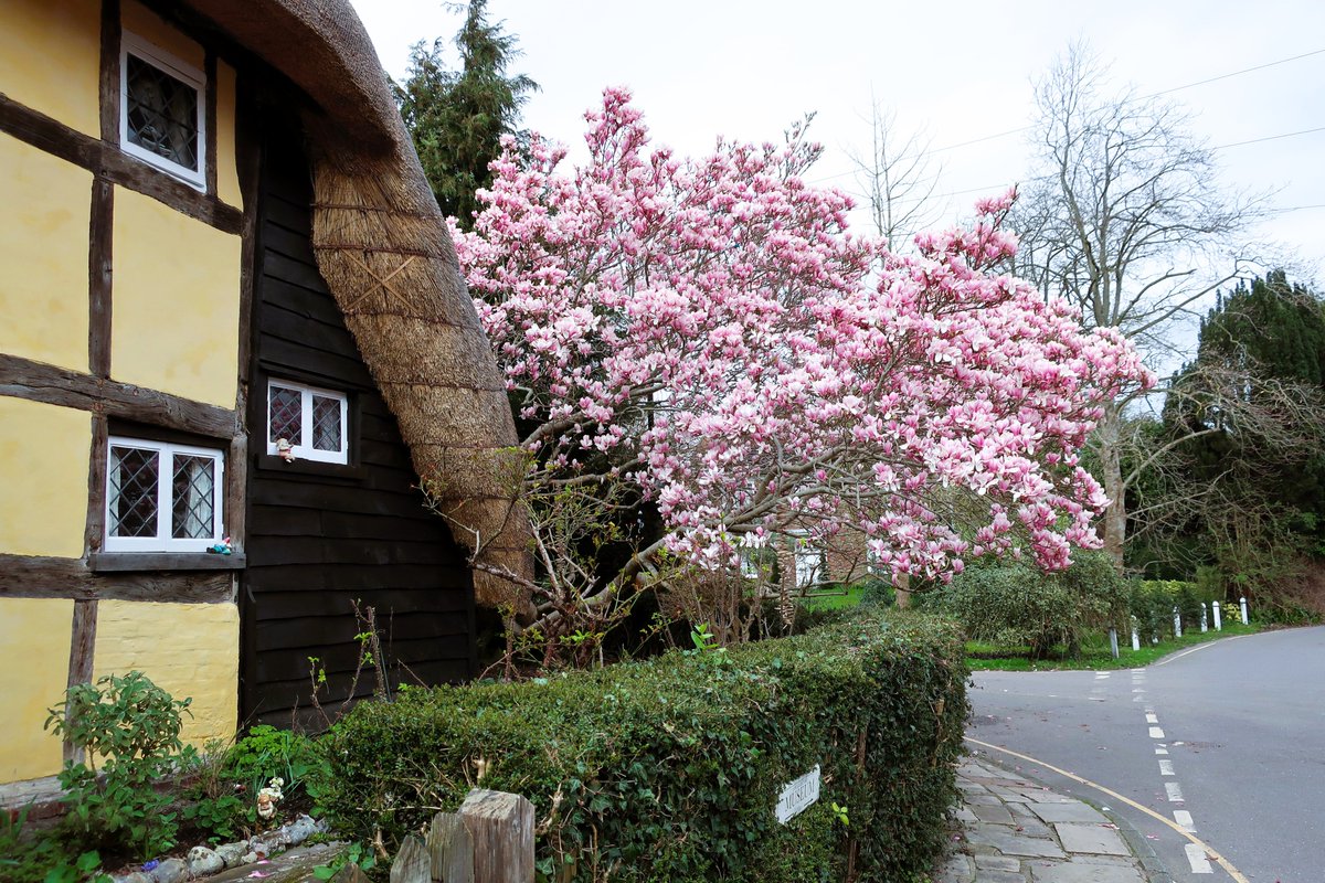 For #thicktrunktuesday this ornamental tree is making an appearance, welcome the Magnolia 🌸🌸