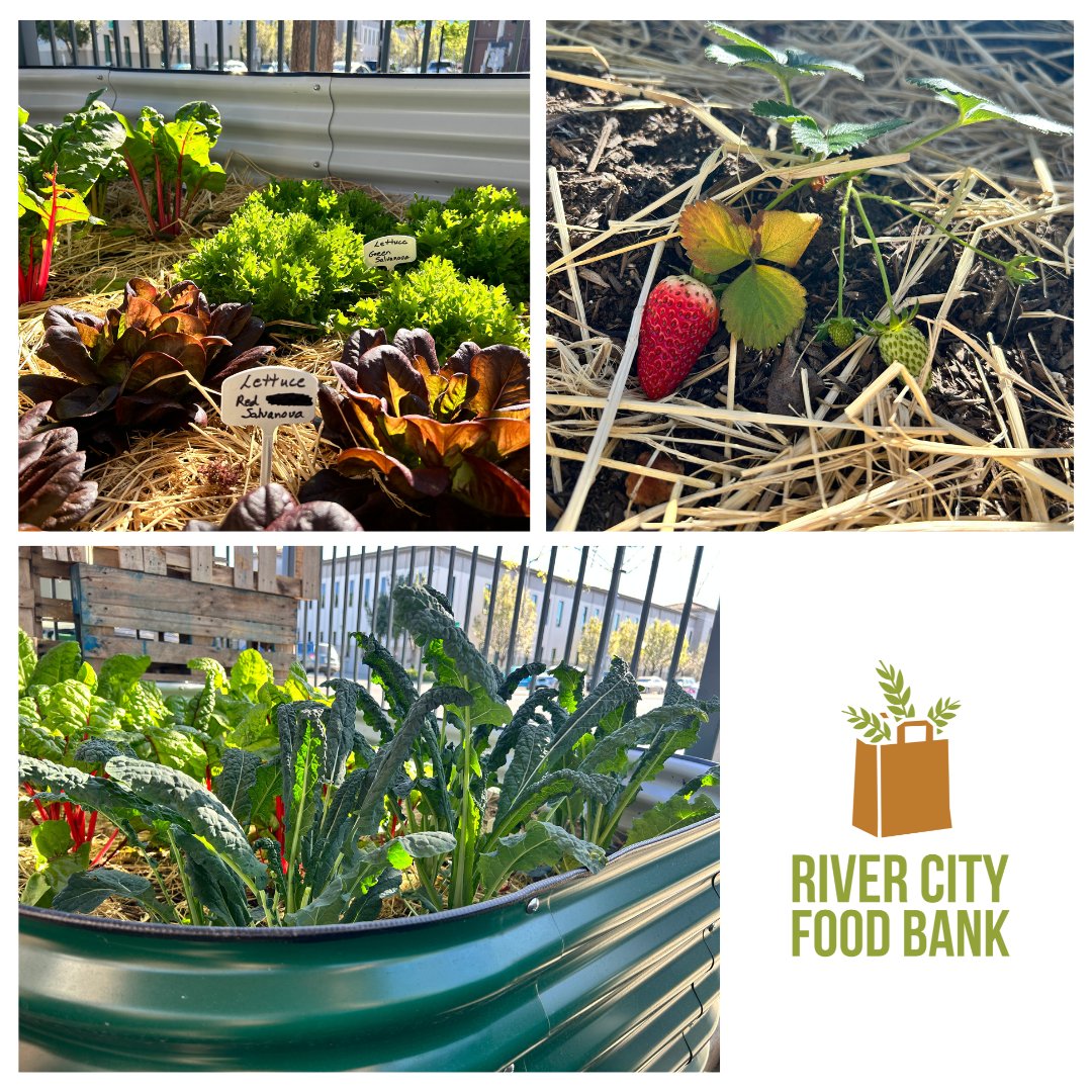 🌱Our River City Food Bank at Midtown garden is flourishing!

Growing food helps supplement our need for healthy groceries. Have extra produce?  Together, let's ensure everyone has access to nutritious food!

Email us to find out how to donate! Info@rivercityfoodbank.org
