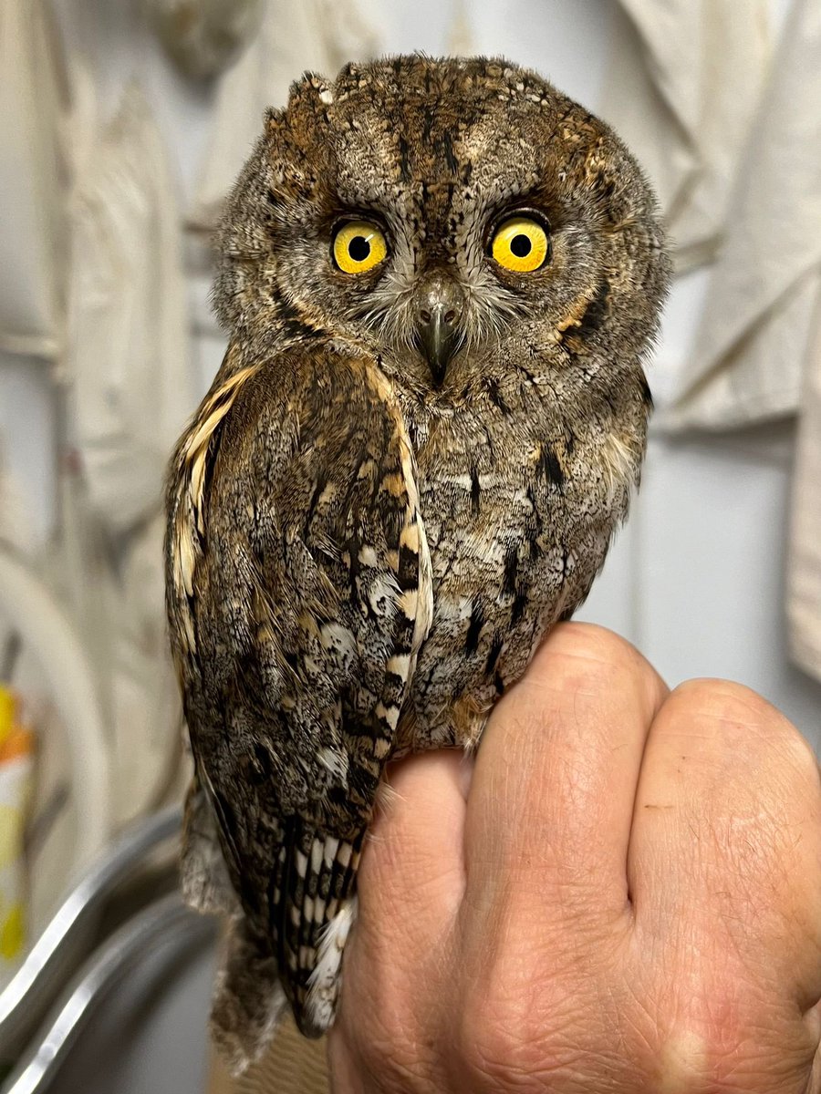 Mark Cutts (@slashercutts) on Twitter photo Another spring complete, three superb months at the #jewsgatefieldcentre #Gibraltar. Highlights were ringing Alpine Swift, Booted Eagle, Black-eared Wheatear and two African Chaffinches
Ty all <a href="/gonhsgib/">GONHS Gibraltar</a> Another spring complete, three superb months at the #jewsgatefieldcentre #Gibraltar. Highlights were ringing Alpine Swift, Booted Eagle, Black-eared Wheatear and two African Chaffinches
Ty all <a href="/gonhsgib/">GONHS Gibraltar</a>