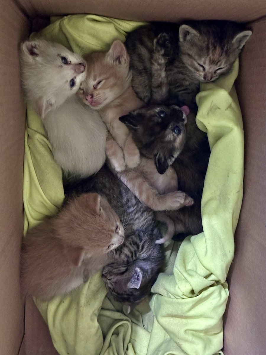 Animales_CDMX's tweet photo. 🆘🚨🚩Alguna compañera tendrá resguardo para estos bebés? Pueden ser de a uno en uno 😰@Alina_Gag @Sanx08642 @lausaysmeow @norelenita @polimniaromana @gatos_en @LaCrazyCatLady_ @GarraAmor @H_Limoneros @firulaisasalvo @AGatunos @MorganaleFay_ @Nyu_umi @ginlagatita @HELA_MORE https://t.co/SfHZbRFsqH