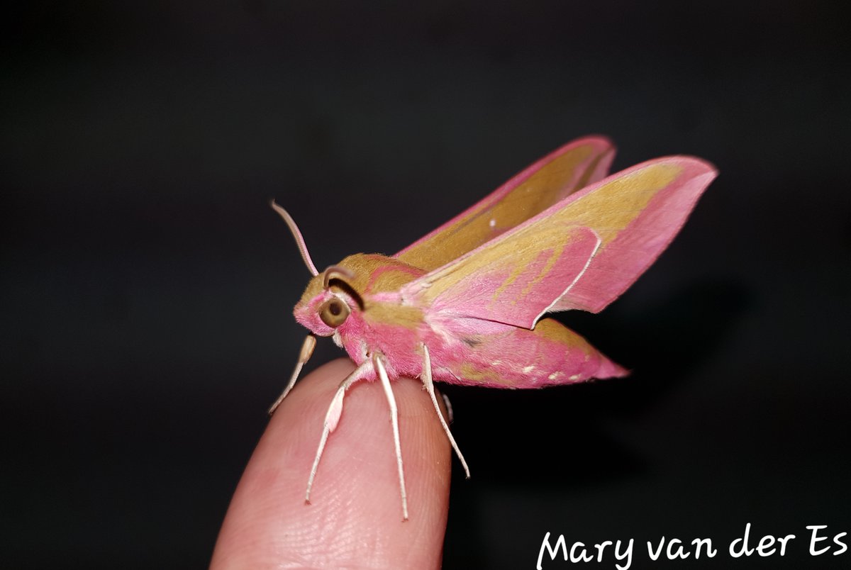 #Dag2 van #Meimotten. #Groot_avondrood #Deilephila_elpenor #Elephant_Hawk_moth. Vliegtijd en gedrag: Half mei/begin september. Habitat: Ruige graslanden, struwelen, slootkanten, tuinen, open plekken in bossen/heiden/duinen.