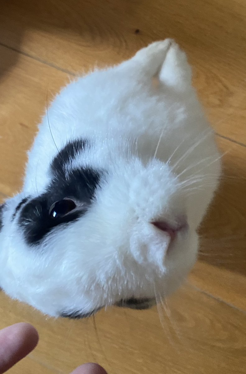 Frenchiee's tweet photo. @smoltalk Le lapin en question https://t.co/MQDdReHjYA
