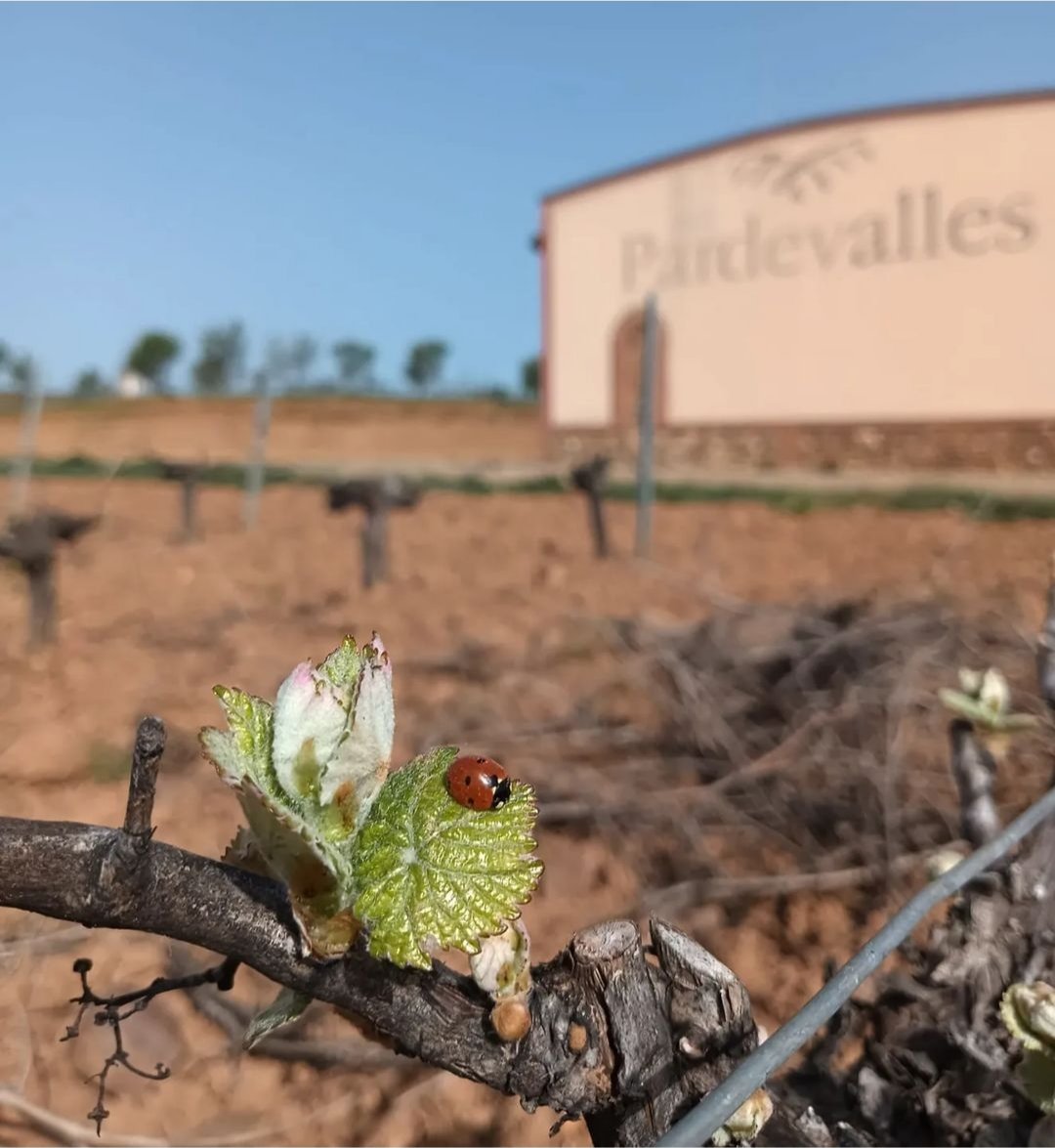 "Con la llegada de la primavera y la subida de las temperaturas las cepas de Prieto picudo y Albarin de nuestros viñedos están estos días en plena brotación" La nueva añada de Pardevalles se pone en marcha..
.
.
#pardevalles #prietopicudo #albarin #doleon #vinodeleon #leonesp