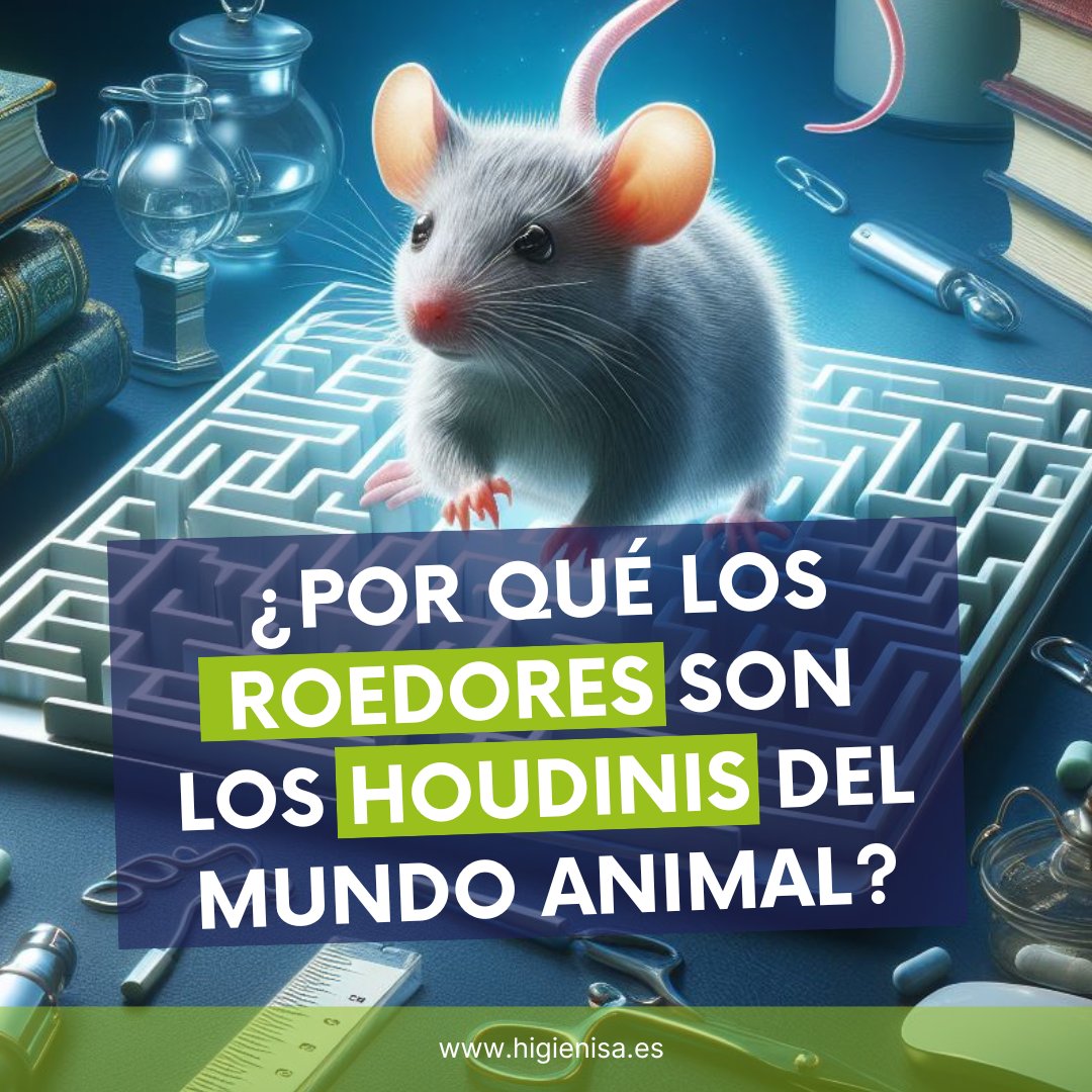 Higienisa's tweet photo. ¿𝗣𝗼𝗿 𝗾𝘂𝗲́ 𝗹𝗼𝘀 𝗿𝗼𝗲𝗱𝗼𝗿𝗲𝘀 𝘀𝗼𝗻 𝗹𝗼𝘀 𝙃𝙤𝙪𝙙𝙞𝙣𝙞𝙨 𝗱𝗲𝗹 𝗺𝘂𝗻𝗱𝗼 𝗮𝗻𝗶𝗺𝗮𝗹?
Los roedores, con su pequeño tamaño, agilidad increíble y sentidos super afinados, son maestros en el arte del escape. 
#𝗖𝗼𝗻𝘁𝗿𝗼𝗹𝗗𝗲𝗣𝗹𝗮𝗴𝗮𝘀 🐜
#𝗛𝗶𝗴𝗶𝗲𝗻𝗶𝘀𝗮 😉 https://t.co/AM2VfyVVPY