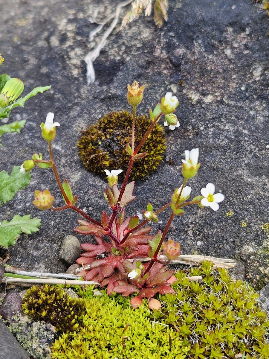 Rue-Leaved Saxifrage, a native annual, can be seen in bloom at the moment. Look out for it among mosses of stone walls.