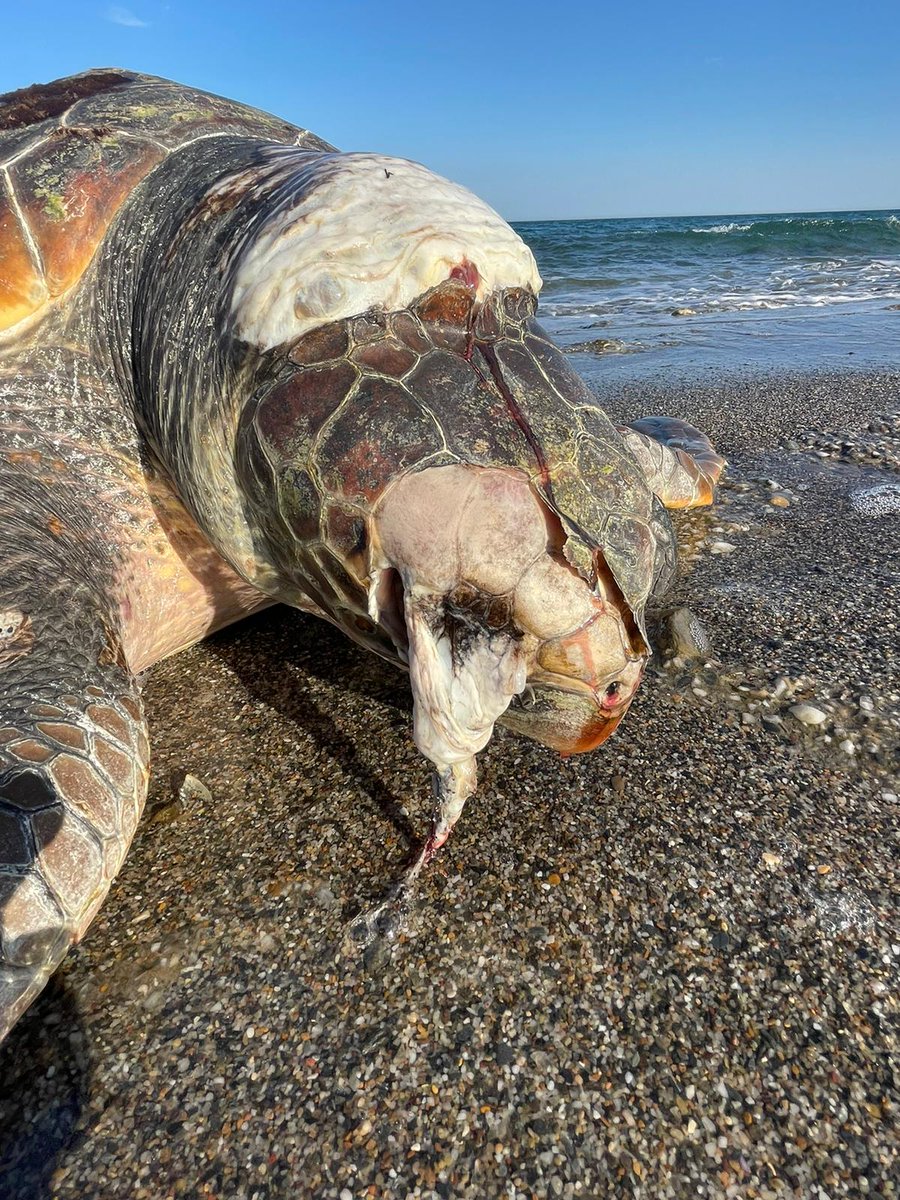 Y OTRO AVISO PARA EQUINAC, OTRA TORTUGA MARINA MUERTA, ESTA VEZ, EN MOJÁCAR.