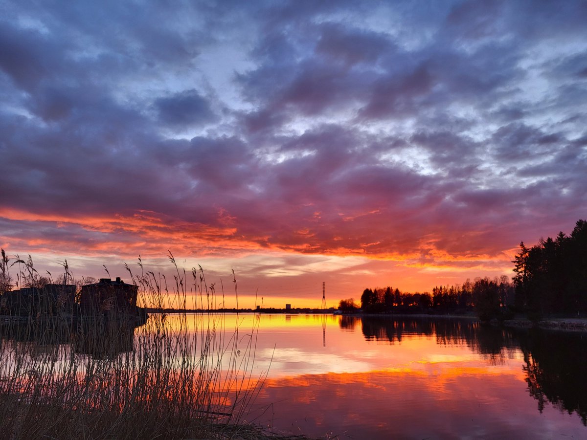 Silkkiuikut lemmen puuhissa. Ei kestänyt kauan. #lähiluonto #lapinlahti #helsinki