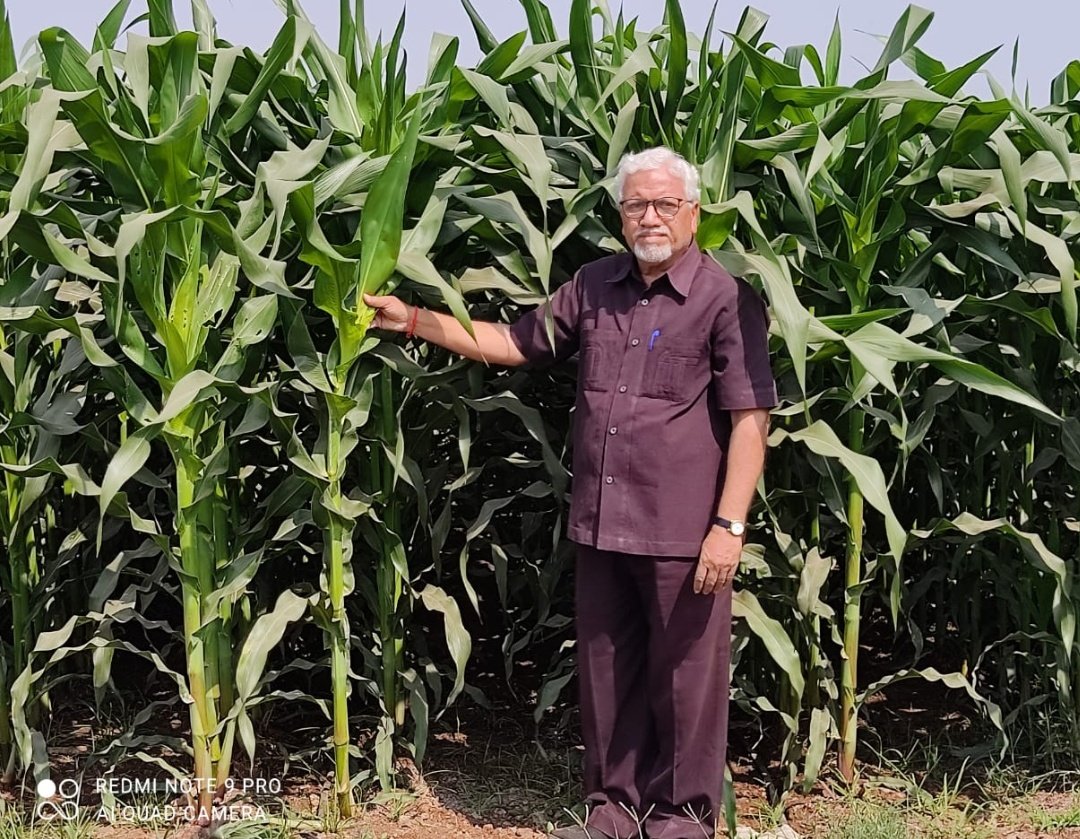 I m looking future in Maize Crop. It has multi dimensional usage. Hence it is SUPER CROP ! Adoption of DRIP FERTIGATION is needed to get more production and economical returns to #farmers. #JainIrrigation is helping farmers to get more production. #AjitJisl #Anil_JISL #FAO