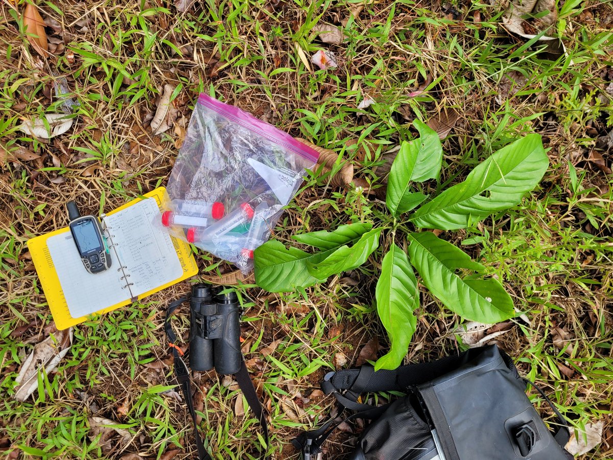 Fieldwork season, monitoring and sampling Magnolia wetteri in the Osa Peninsula <a href="/osaconservation/">Osa Conservation</a>.
We are trying to understand why we haven't seen viable seeds in years.
<a href="/GCCMagnolia/">GCCMagnolia</a> <a href="/bgci/">Botanic Gardens Conservation International</a> #SpeciesSteward