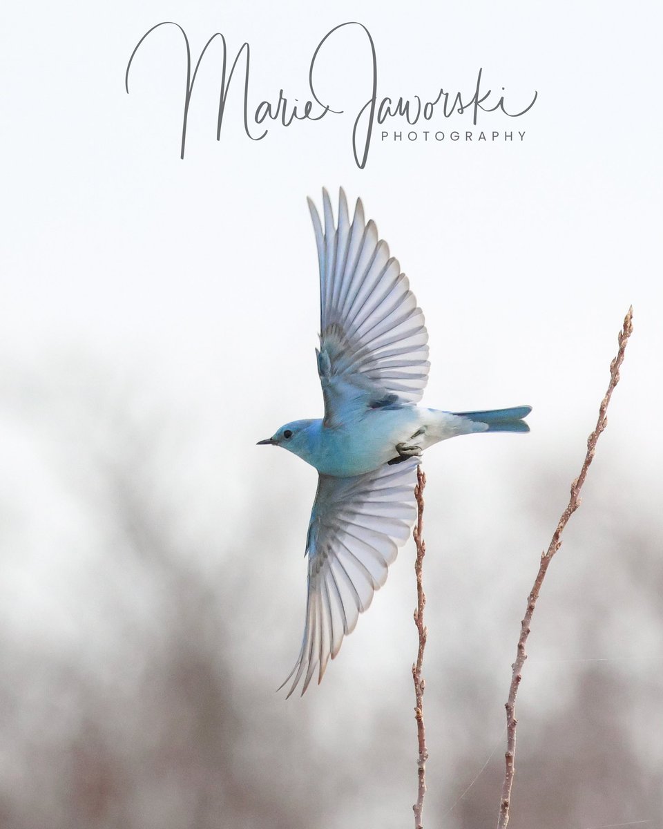 Mountain Bluebird. Another Lifer crossed off my list. Such a beautiful bird 💙. #mountainbluebird #birdphotography #birdwatching #springmigration #sharecangeo #TwitterNatureCommunity