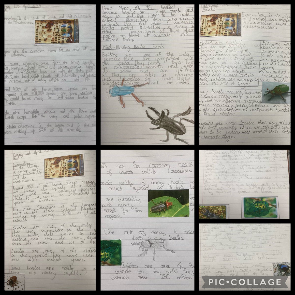 BriarHillSch's tweet photo. @Talk4Writing #reading #year4 @BriarHillSch #hook #Rowlingclass 
To start our new text in #talk4reading #BeetleBoy the children researched #Beetles and created #factsheets for younger children in the school.
Well done - Mrs P
#BriarHillBrilliance #Briarhillbuzz https://t.co/88VDhlDgaM