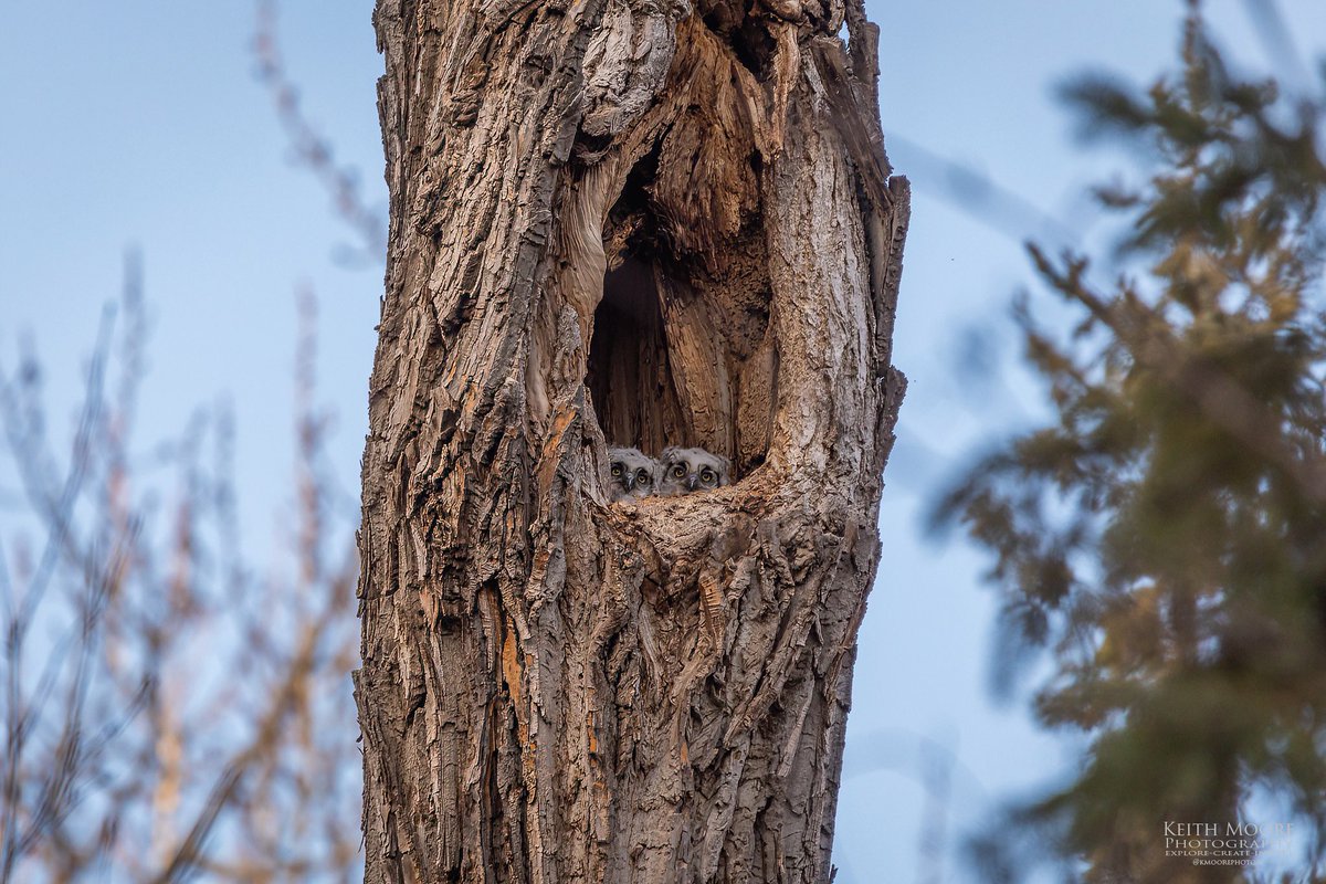 What’s better than one owlet in a tree?? How about two owlets in a tree!! lol #yeg #owlets #photography