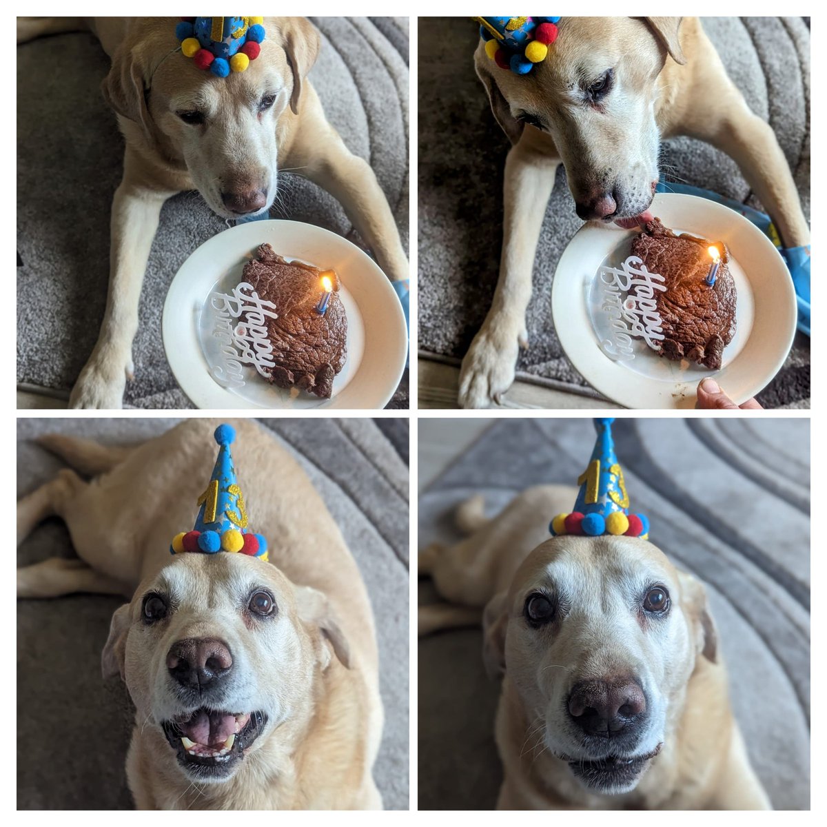 Happy 13th Birthday Alfie 🎉 

Alfie sends his heartfelt gratitude for all the birthday wishes! Just look at that beaming smile as he enjoys his birthday steak 🥩🤤❤️

#dogsoftwitter #dogs #dog #labrador #HappyBirthday