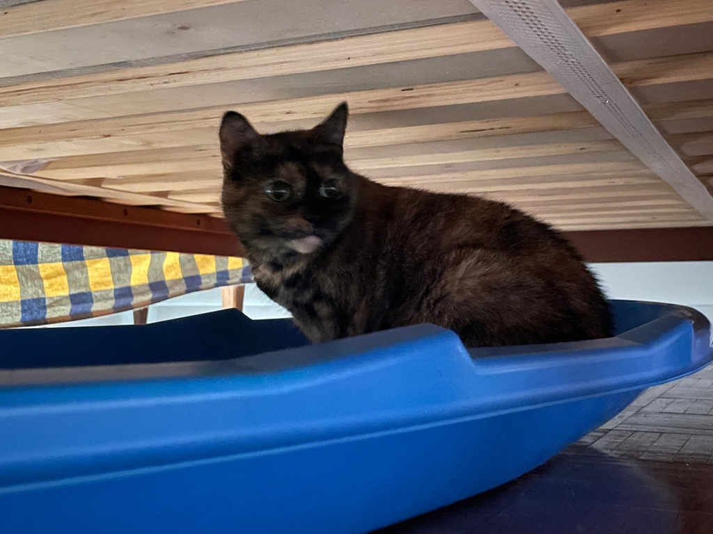 Yes, I have a sled under the bed! . #buttonthetortie #nyccats #meow #thedailykitten #dailyfluff #petoftheday #tortie #tortoiseshellcat #tortoiseshell #tortitude #tortiepride #tortielove #mrsgrumpington #cuteasabutton #tortiethings #tortiecats #catlife #cat #cats #kitty #bestmeow