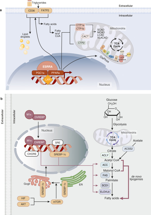 No better time to share our 🔥🆕📜 The key role of altered tubule cell lipid metabolism in kidney disease development @Kidney_Int kidney-international.org/article/S0085-… @metabolauren @TomohitoD @DhanunjayMukhi